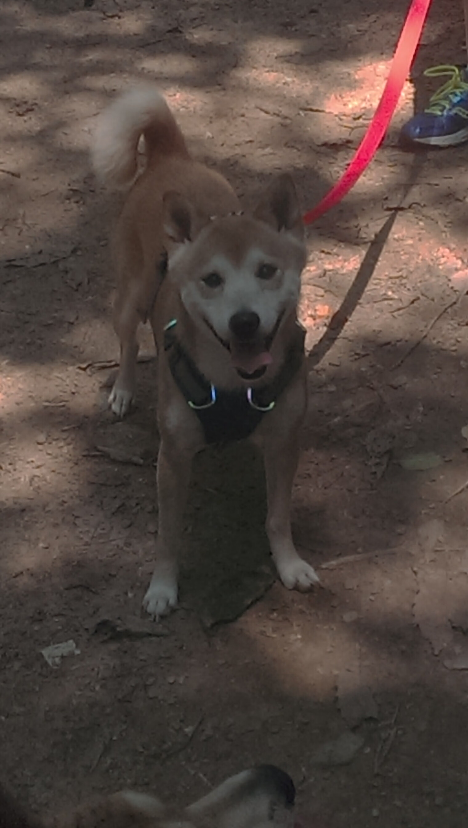 当代足球:从“单一”到“多元”的演变