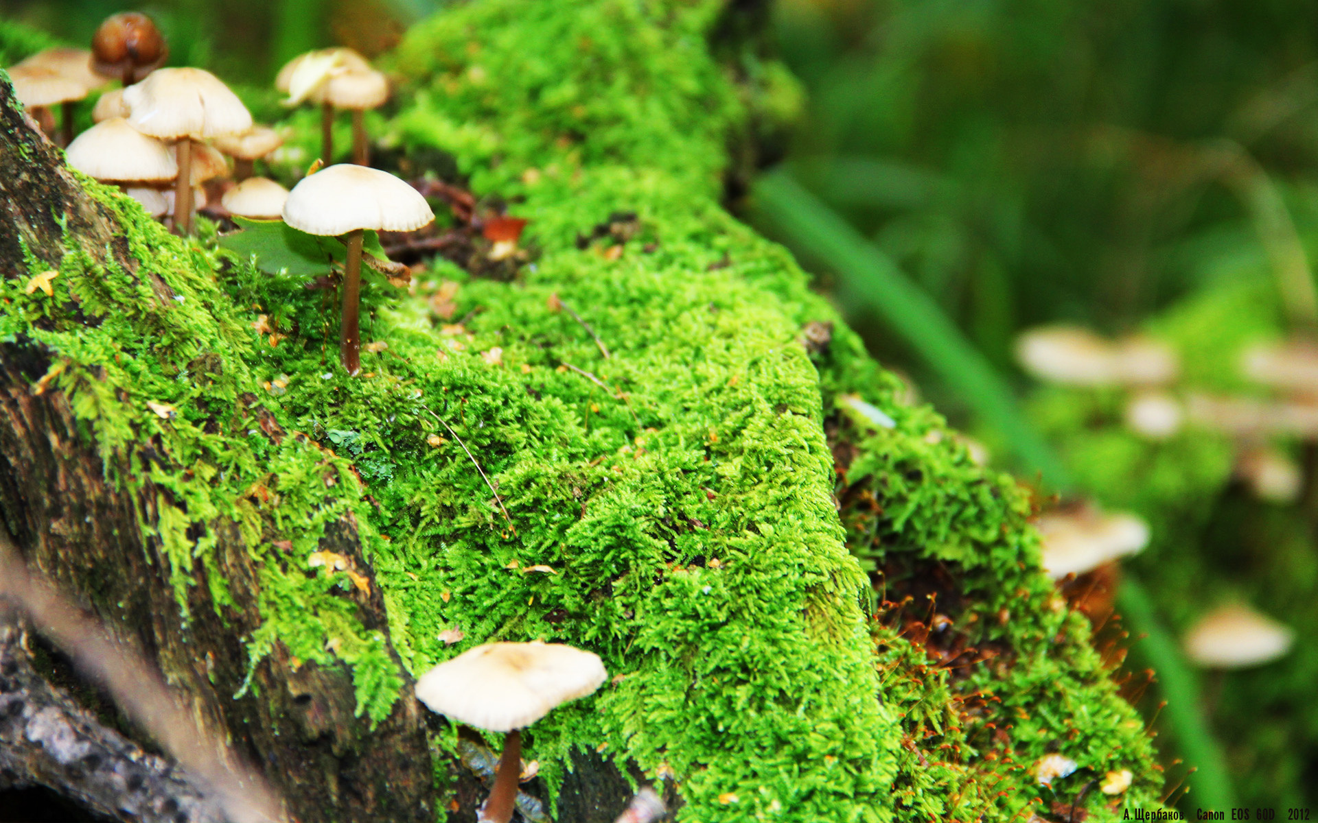 法甲高频对抗场景下身体碰撞数据与犯规判罚概率建模,法甲防守