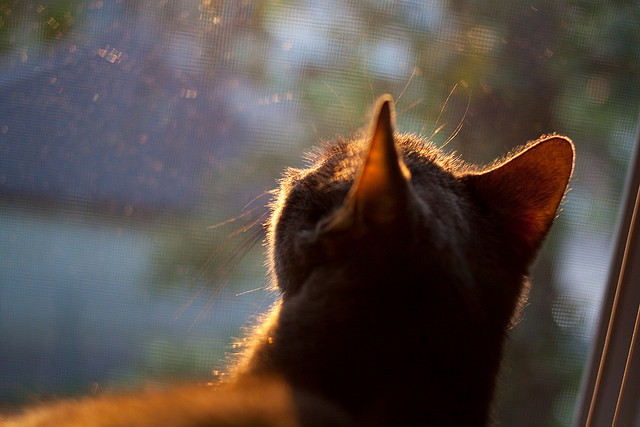 中国女篮体能储备充足 适应高强度赛事，体育中国女篮
