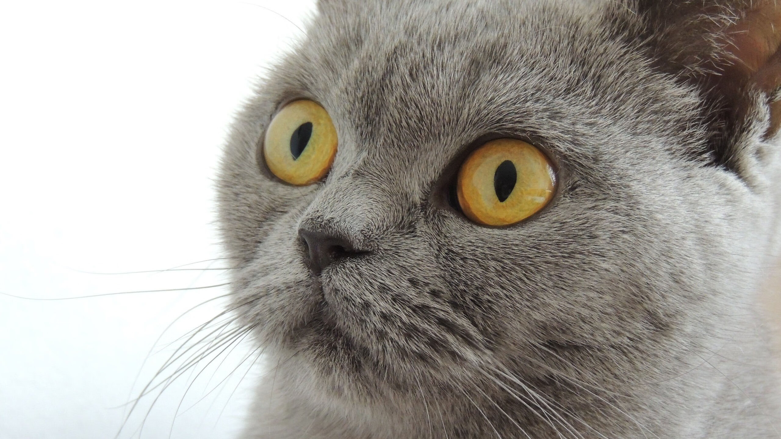 乔·波尔曼精准的长传与突破创造出更多进攻机会，乔波伊是谁