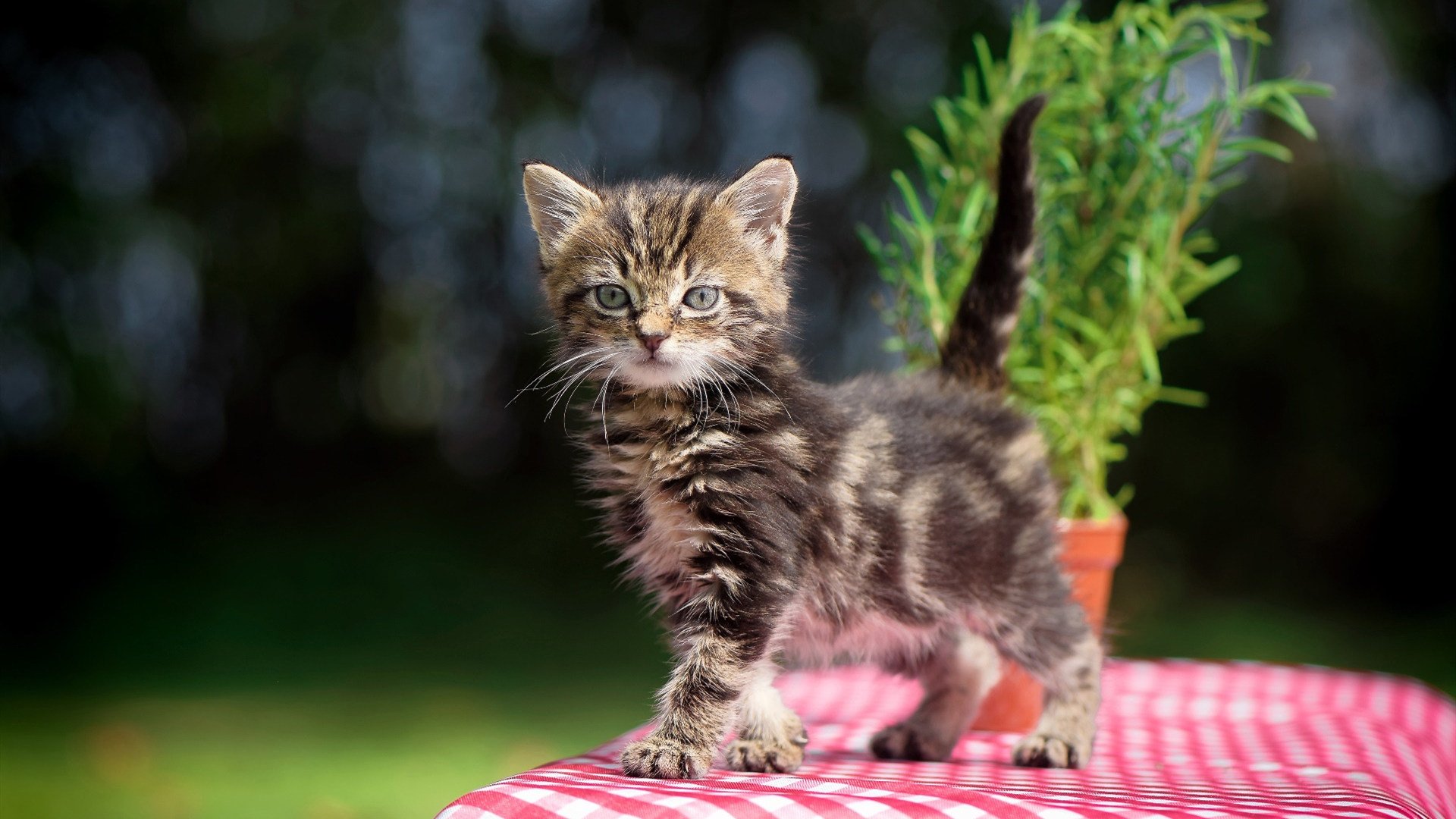 爱游戏体育-卢卡斯·梅尔滕斯冲刺阶段咬牙坚持，卢卡斯梅尔步枪