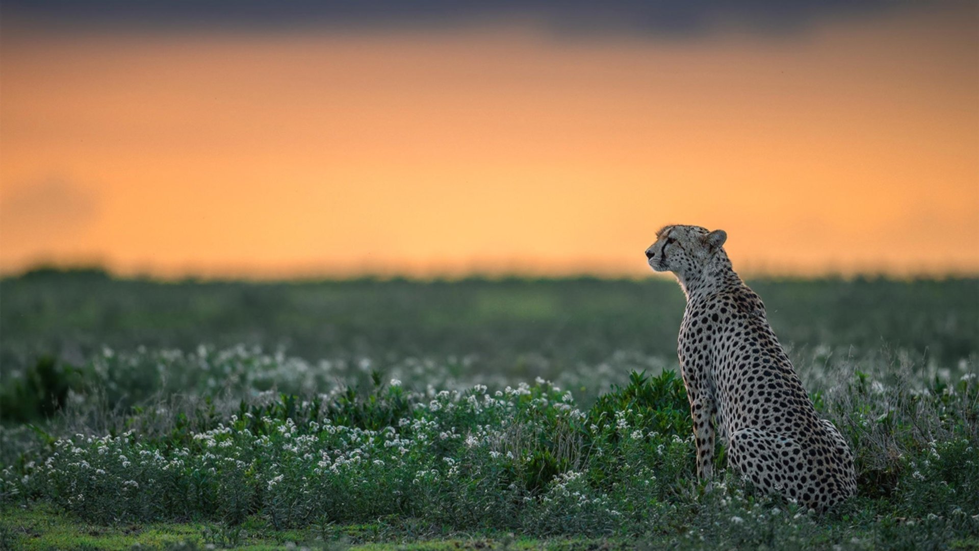 爱游戏体育app-塞维利亚战绩稳定，争夺西甲欧洲资格