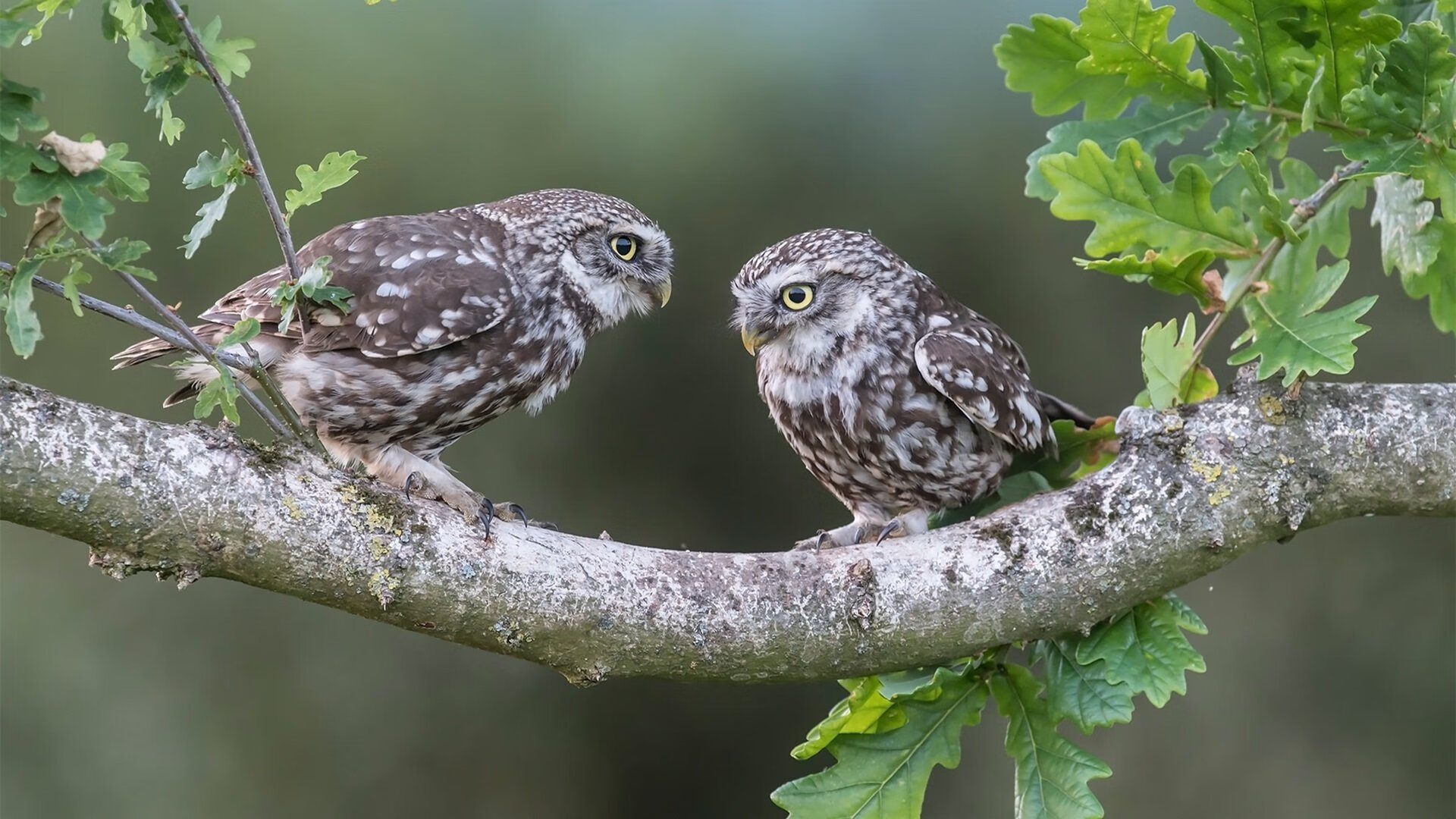 爱游戏体育-奇才外线防守松懈遭到猛龙三分打击，奇才猛龙谁能获胜