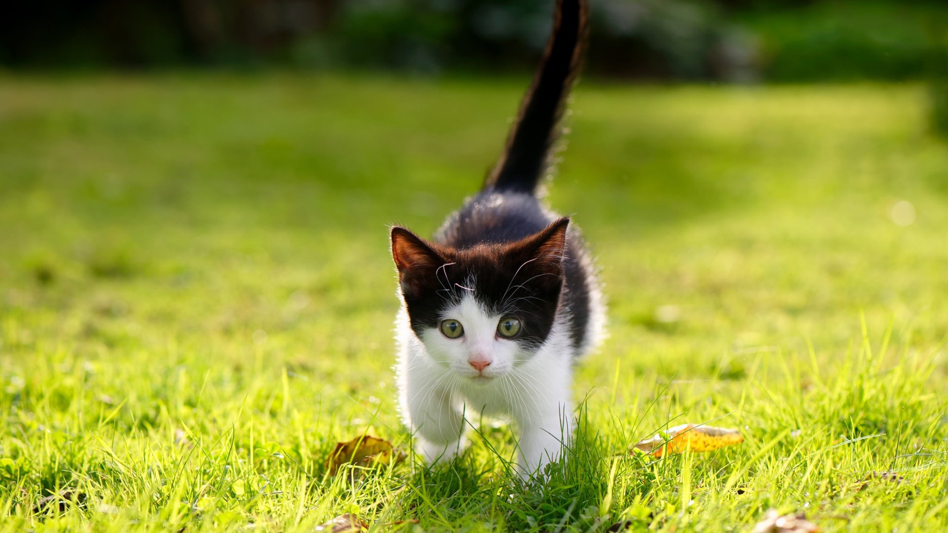 威少防守积极频繁抢断成为奇才防守尖兵，威少防守能力