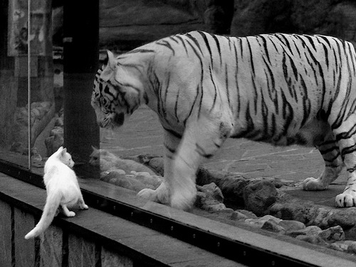 拜仁慕尼黑领跑德甲,无人可挡