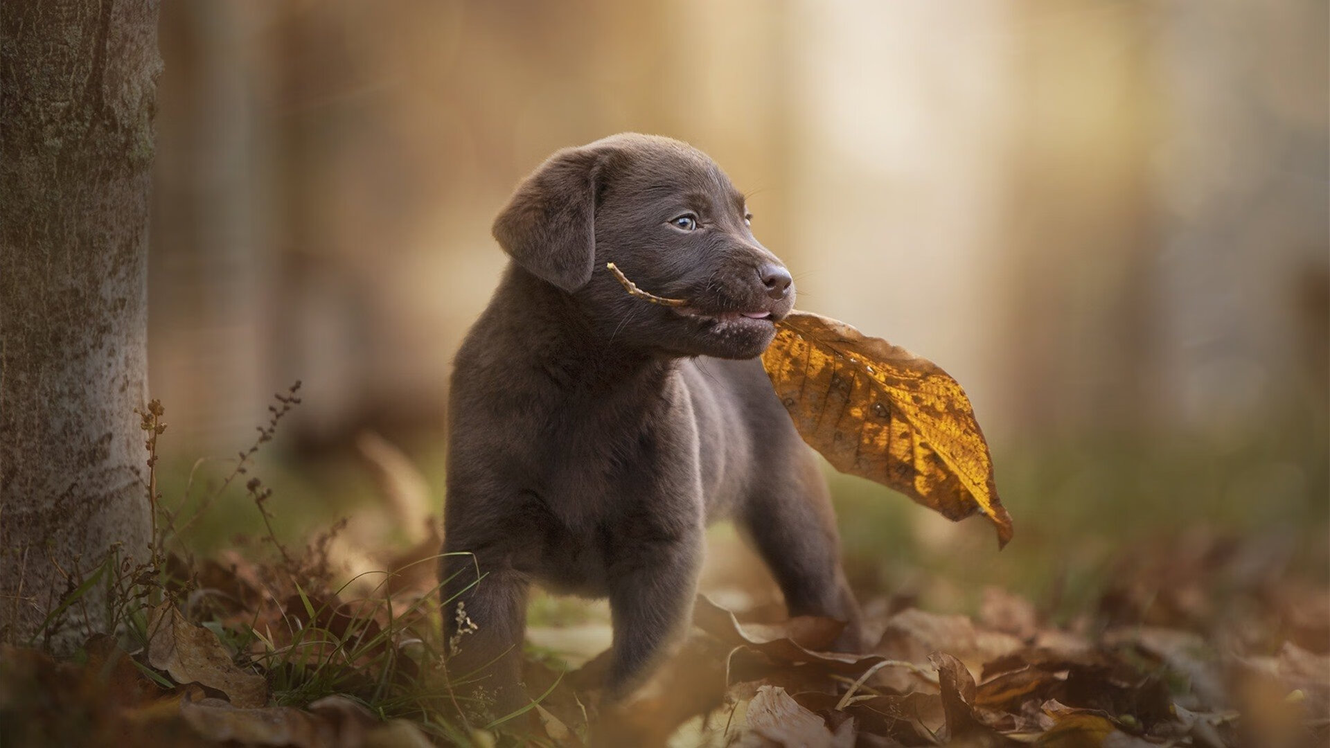 爱游戏app推荐-林丹谈羽坛发展称需更多耐心，林丹的羽毛球什么水平