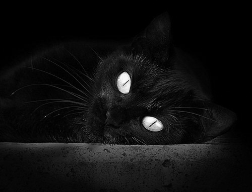 爱游戏官网充值-波兰仰泳强将冲击奖牌，波兰游泳队