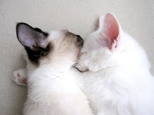 足球名帅穆里尼奥执教沙特劲旅，足球教练穆里尼奥简历